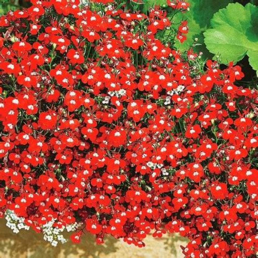 Семена Цветы Лобелия Красный каскад ампельная 0,01 гр.
