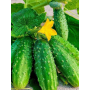 Семена Огурец грунтовый Дедушкина внучка F1 1+1 20шт