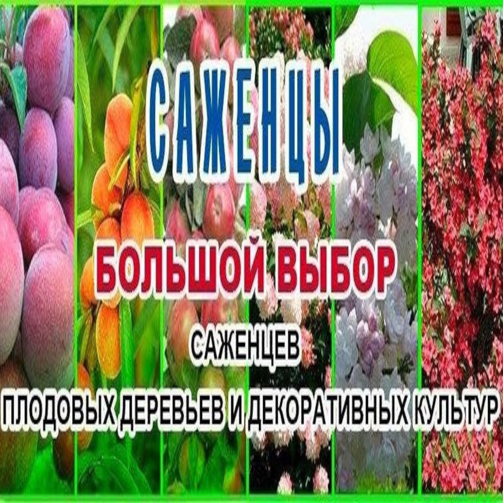 Уже завтра! Старт продаж саженцев!