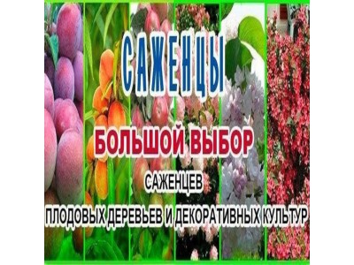 Уже завтра! Старт продаж саженцев!