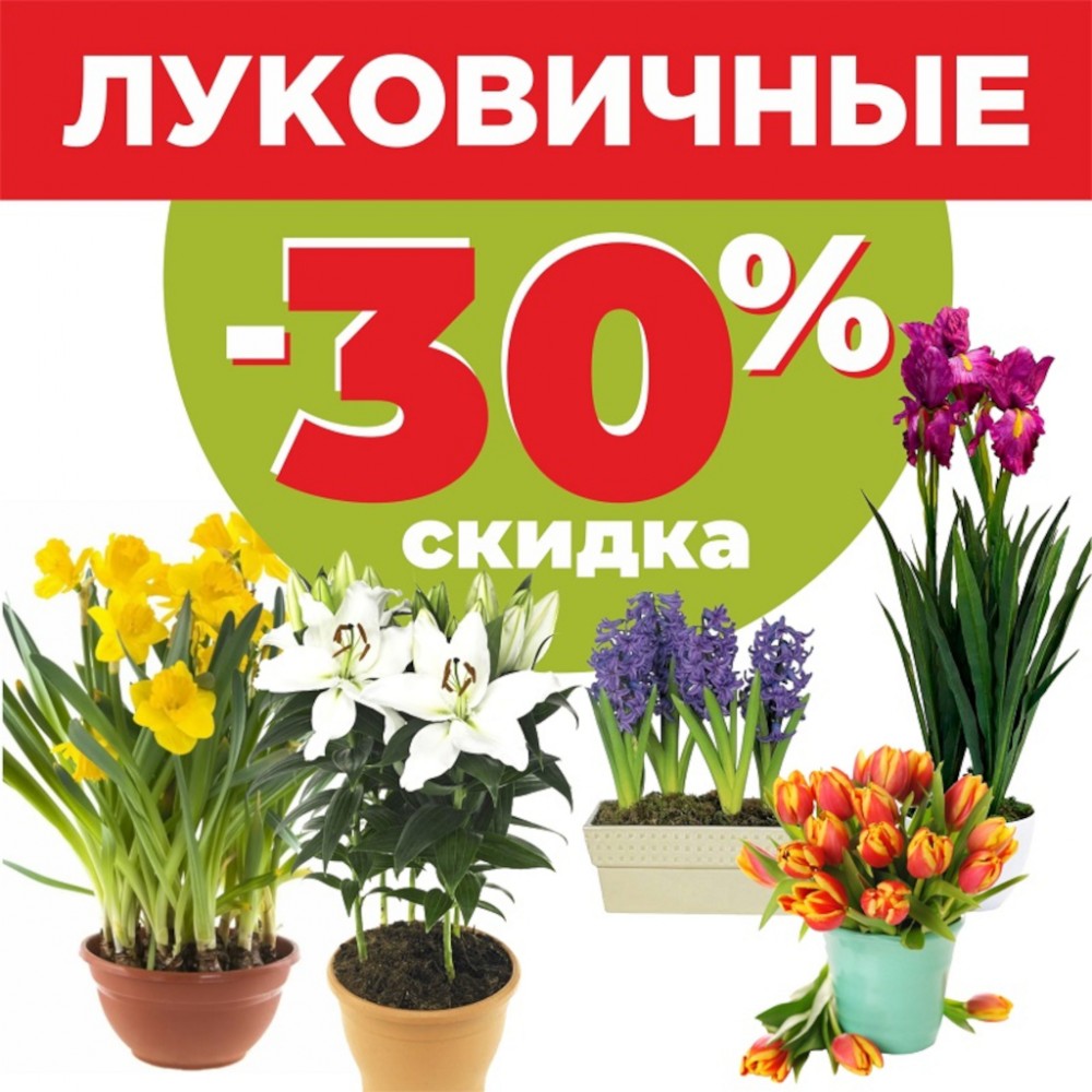 Клубни, луковицы - 30% скидка!