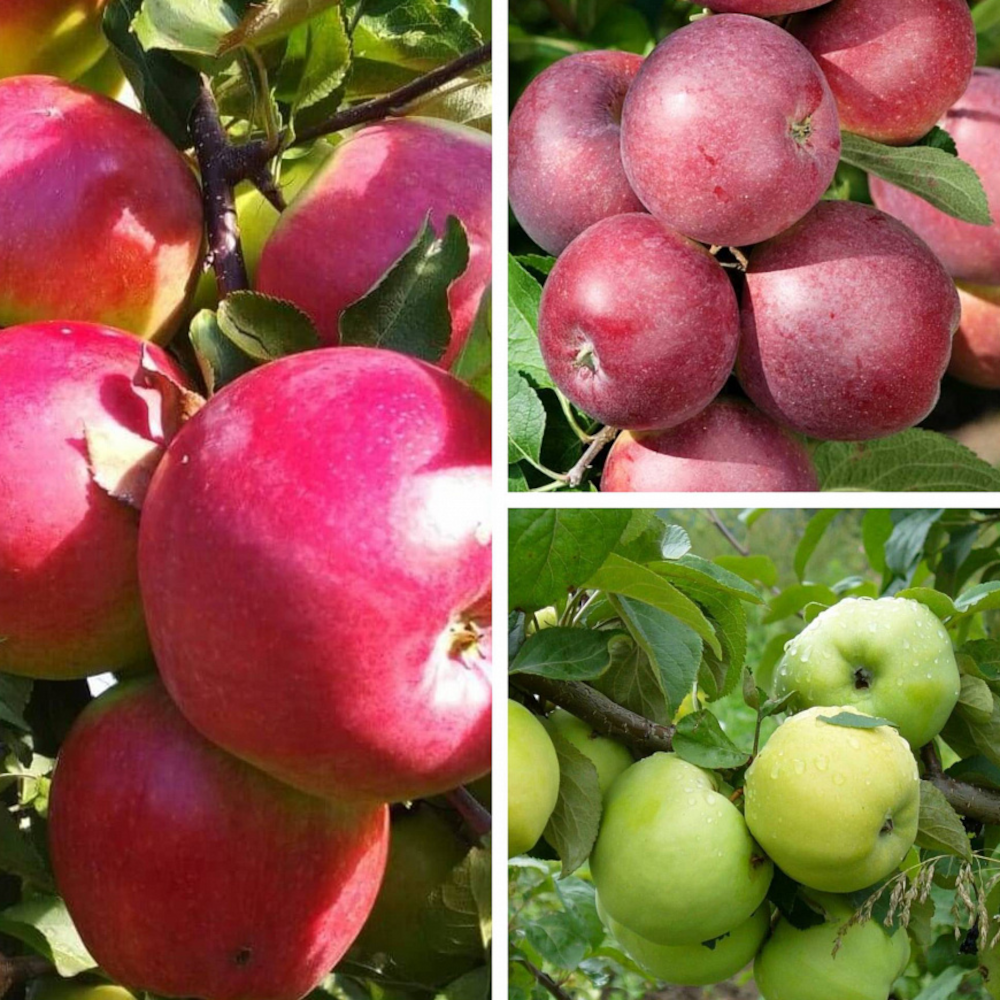 Дерево-сад? Да! Новинка!