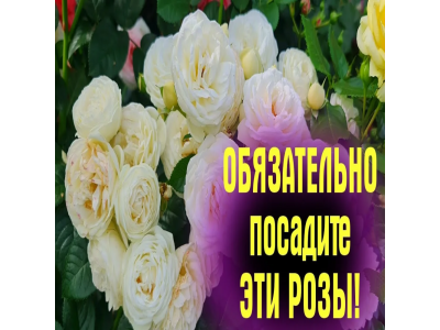 Новое поступление ассортимента роз!
